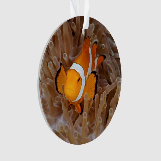 Clownfish - Molokai, North Shore Cliff Ornament (voorkant)