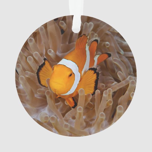 Clownfish - Molokai, North Shore Cliff Ornament (achterkant)