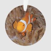 Clownfish - Molokai, North Shore Cliff Ornament (voorkant)
