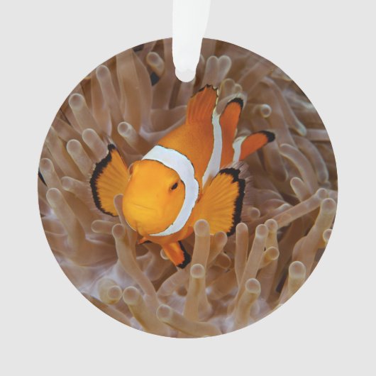 Clownfish - Molokai, North Shore Cliff Ornament (voorkant)