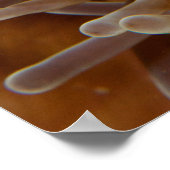 Clownfish - Molokai, North Shore Cliff Poster (Hoek)