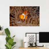 Clownfish - Molokai, North Shore Cliff Poster (Thuiskantoor)