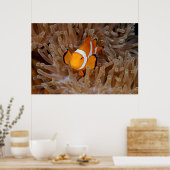Clownfish - Molokai, North Shore Cliff Poster (Keuken)