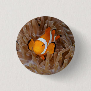 Clownfish - Molokai, North Shore Cliff Ronde Button 3,2 Cm