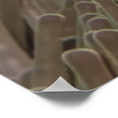 Clownfish of Raja Ampat Poster (Hoek)