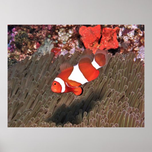 Clownfish of Raja Ampat Poster (Voorkant)