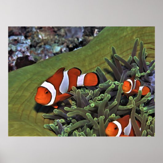 Clownfish Trio Poster (Voorkant)