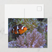 Clownfish Zee Anemone Coral Onderwater Leuke foto Briefkaart (Voorkant / Achterkant)