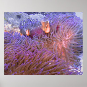 Clowning rond poster