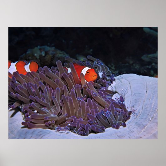 Clowns en garnalen poster (Voorkant)