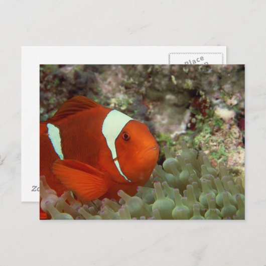 Clownvis 2 briefkaart (Voorkant / Achterkant)