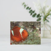 Clownvis 2 briefkaart (Staand voorkant)