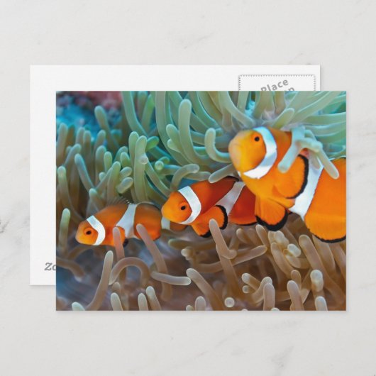 Clownvis Briefkaart (Voorkant / Achterkant)