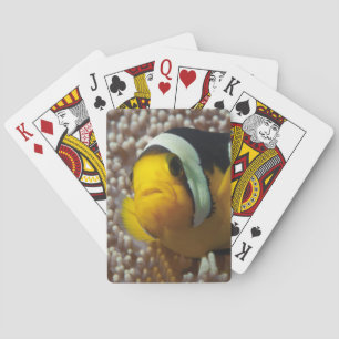 Clownvis - Close-Up! Zo schattig - Nemo in Anemoon Pokerkaarten