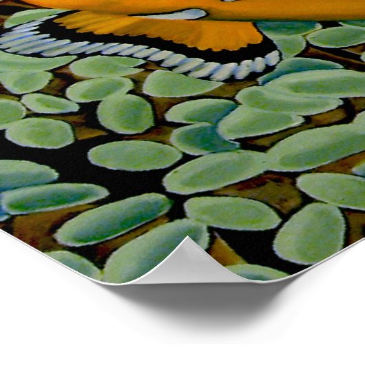 Clownvis in Frogspawn Coral Poster (Hoek)