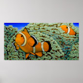 Clownvis in Frogspawn Coral Poster (Voorkant)