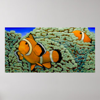 Clownvis in Frogspawn Coral Poster