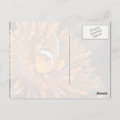 Clownvis in marien aquarium briefkaart (Achterkant)