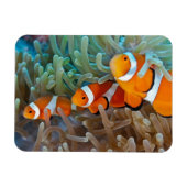 Clownvis Magneet (Horizontaal)