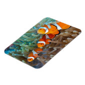 Clownvis Magneet (Linkerzijde)