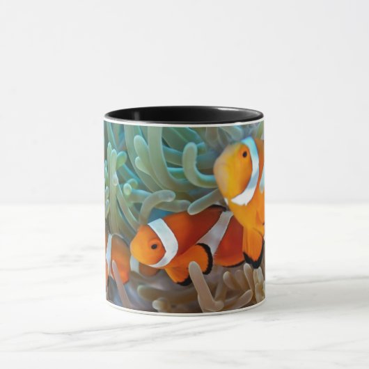 Clownvis Mok (Midden)