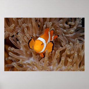 Clownvis - Molokai, Noordkustklif Poster
