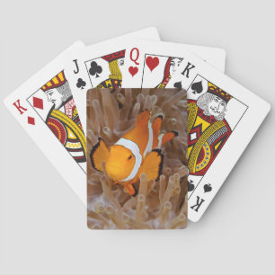 Clownvis - Molokai, North Shore Cliff Pokerkaarten
