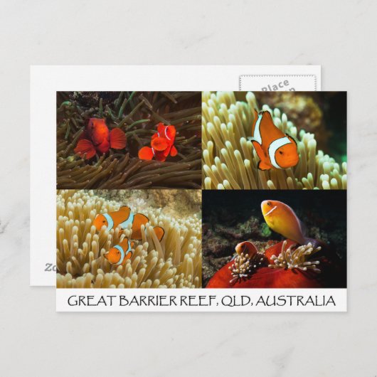 Clownvis op het Briefkaart van het Great Barrier R (Voorkant / Achterkant)