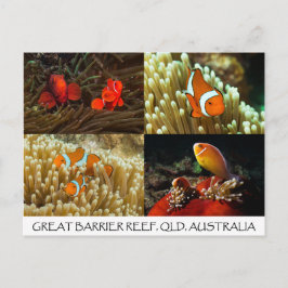 Clownvis op het Briefkaart van het Great Barrier R