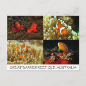 Clownvis op het Briefkaart van het Great Barrier R (Voorkant)