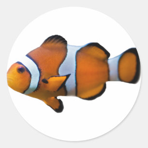 Clownvis Sticker