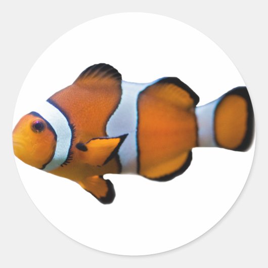 Clownvis Sticker (Voorkant)