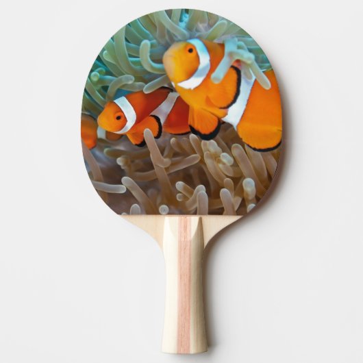Clownvis Tafeltennisbatje (Voorkant)