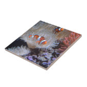 Clownvis Tegeltje (Zijkant)