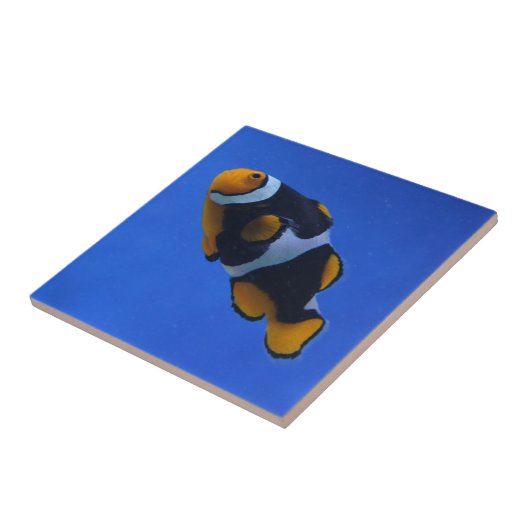 Clownvis Tegeltje (Zijkant)