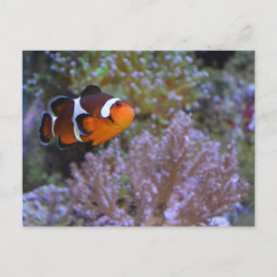 Clownvis Zeeanemoon Koraal Onderwater Liefdevolle Briefkaart