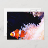 ClownvisBriefkaart Briefkaart (Voorkant / Achterkant)