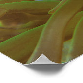 Clownvissen in groene anemoon. Coralreef Raja Ampa Poster (Hoek)