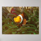 Clownvissen in groene anemoon. Coralreef Raja Ampa Poster (Voorkant)