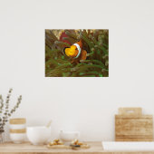 Clownvissen in groene anemoon. Coralreef Raja Ampa Poster (Keuken)