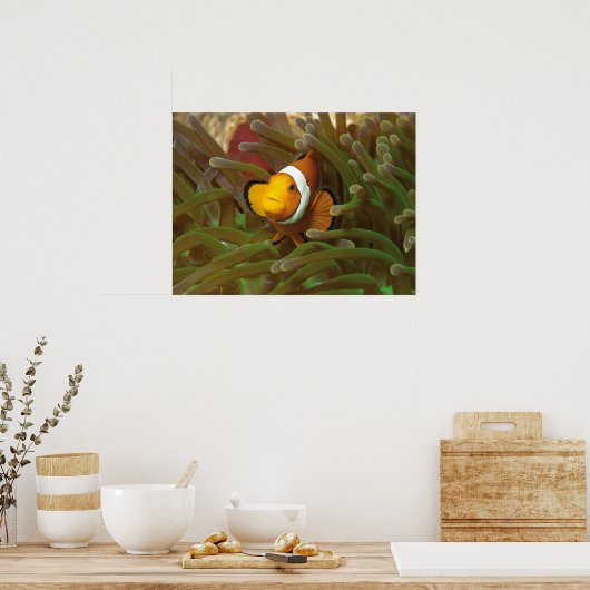Clownvissen in groene anemoon. Coralreef Raja Ampa Poster (Keuken)