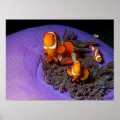 Clownvissen zijn altijd in beweging | drukbezet an poster (Voorkant)