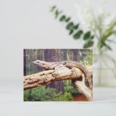 Clubbed Tail Lizard Briefkaart (Staand voorkant)