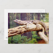 Clubbed Tail Lizard Briefkaart (Voorkant / Achterkant)