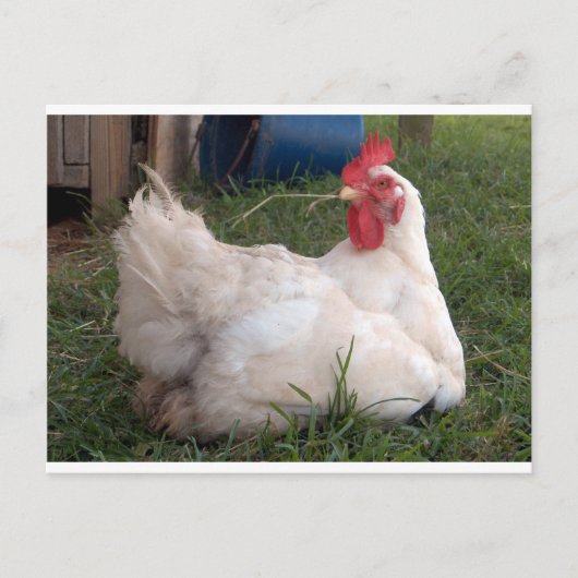Cluck - Sweet White Chicken Briefkaart (Voorkant)