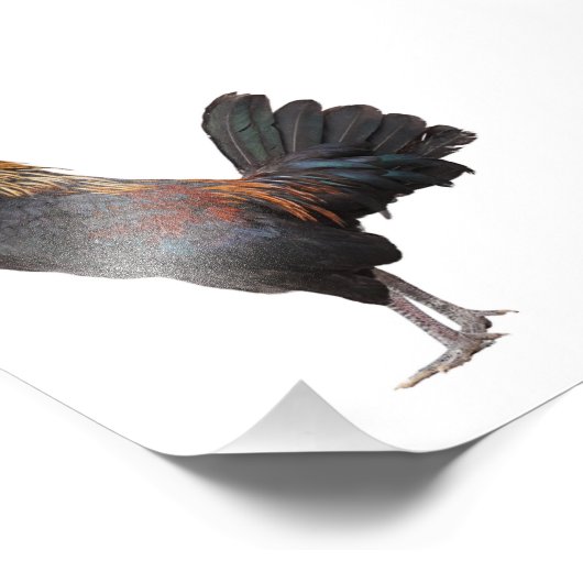 Clucking Chicken Foto Afdruk (Hoek)