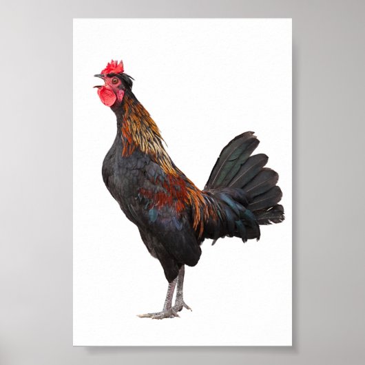 Clucking Chicken Poster (Voorkant)