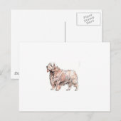 Clumber Spaniel Briefkaart (Voorkant / Achterkant)