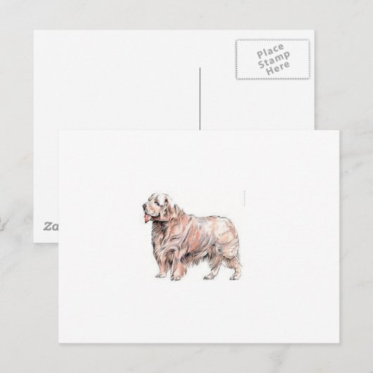 Clumber Spaniel Briefkaart (Voorkant / Achterkant)