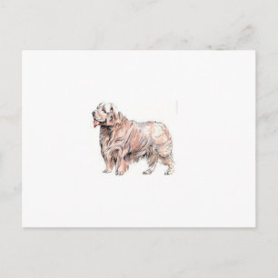 Clumber Spaniel Briefkaart